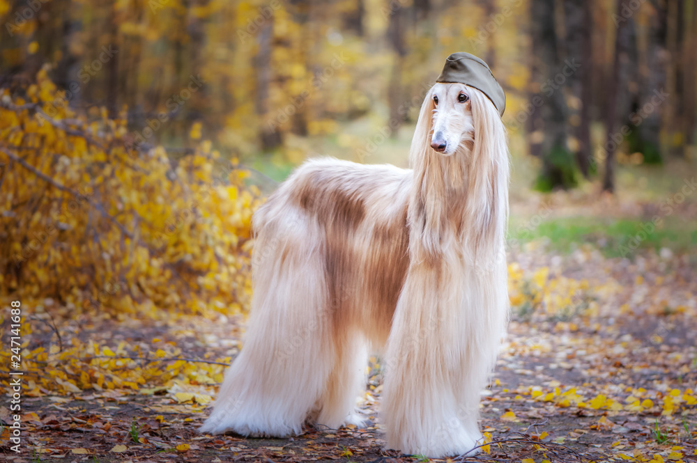 Two stylish Afghan hounds, dogs, in a military cap and field cap against the background of the autumn forest. Host protection concept, dog protector, February 23 Two stylish Afghan hounds, dogs, in a military cap and field cap against the background of the autumn forest. Host protection concept, dog protector, February 23