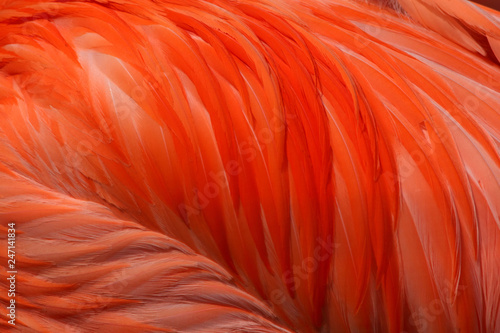 pink plumage background