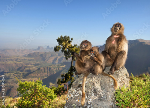 Canvas Print Close up of a female Gelada monkey with babies