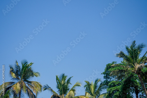 Palm trees against blue sky, Palm trees at tropical coast coconut summer tree