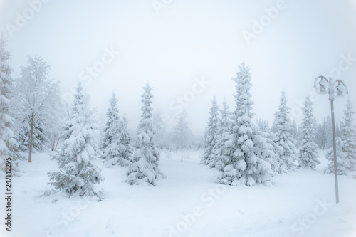 Fabulous winter landscape, Christmas trees in the snow, cold, snowy winter