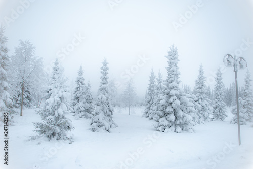 Fabulous winter landscape, Christmas trees in the snow, cold, snowy winter © Mariana