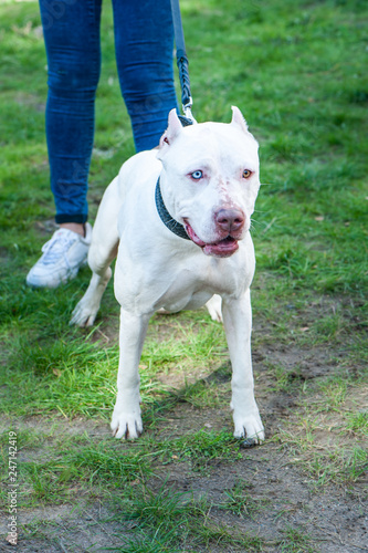 White pitbull with eyes of different colors  Exhibition of dogs  Staffordshire Terrier dog with the owners