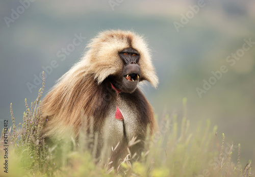 Gelada monkey in Simien mountains national park
