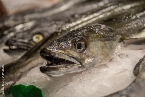 Sea food market- Barcelona Spain