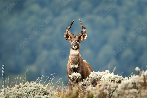 Close up of a Mountain Nyala standing in the grass photo