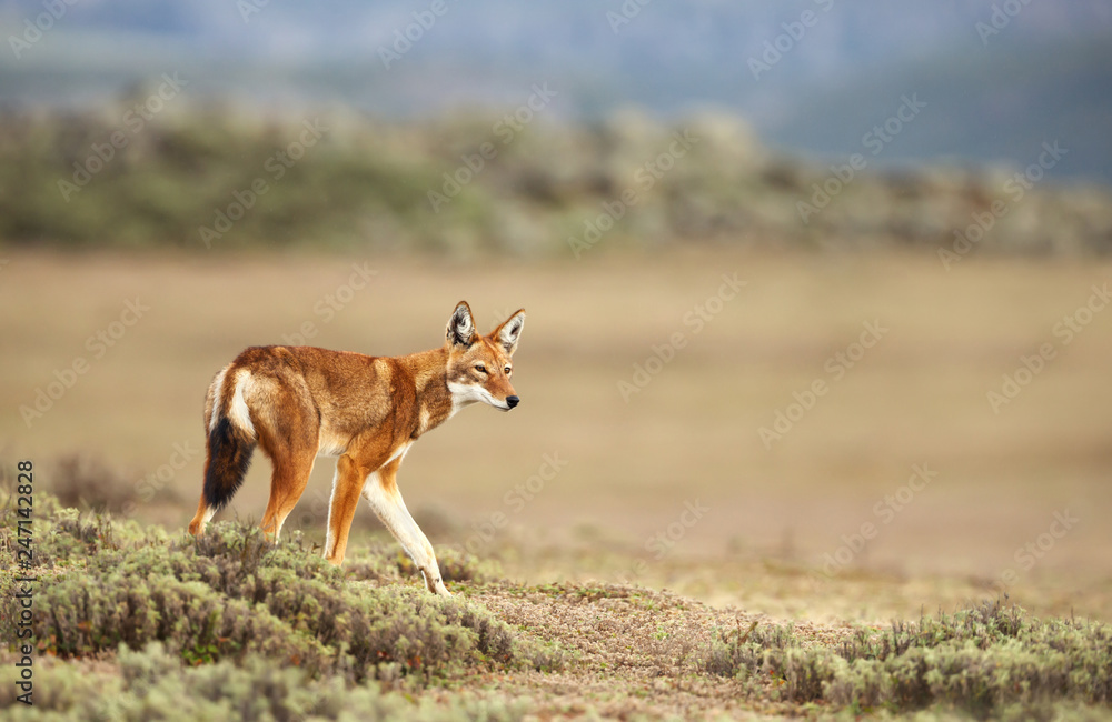 Close up of a rare and endangered Ethiopian wolf Close up of a rare and endangered Ethiopian wolf