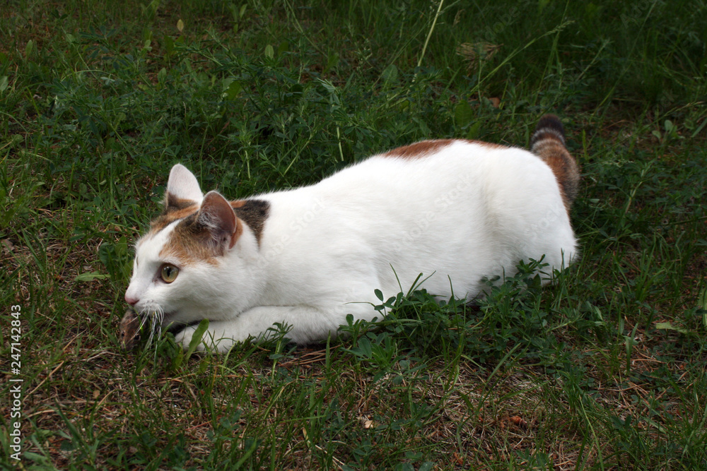 The cat caught the mouse in the green meadow. The cat caught the mouse in the green meadow.