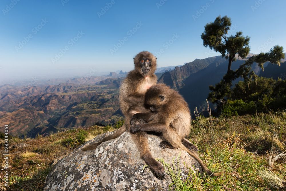 Naklejka premium Close up of Gelada monkeys grooming