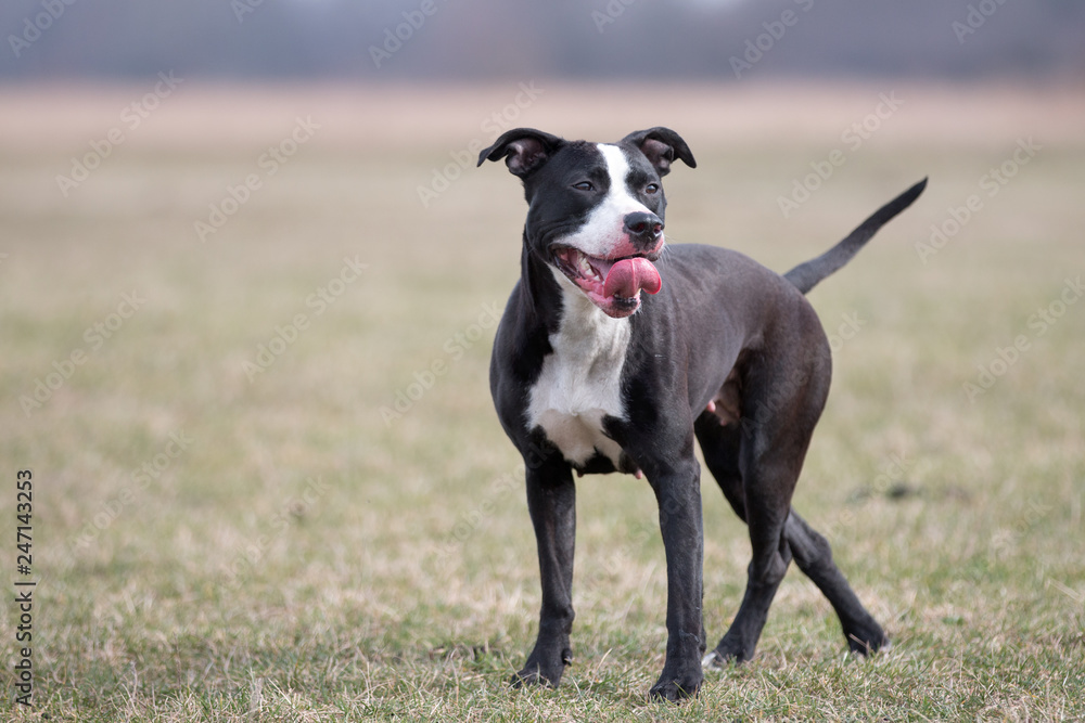 dog, pit bull, American Staffordshire Terrier
