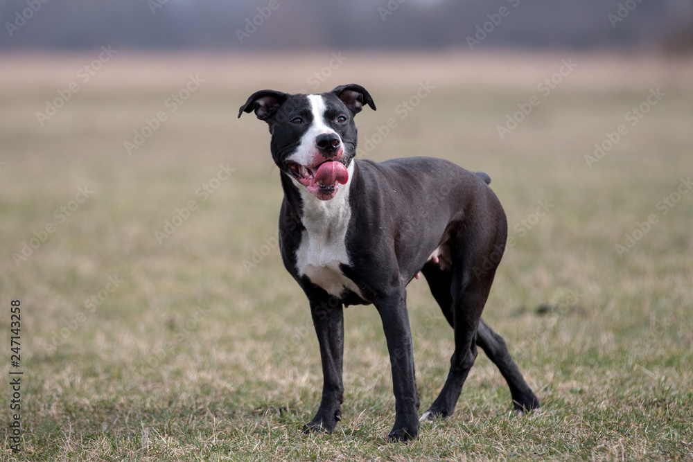 dog, pit bull, American Staffordshire Terrier