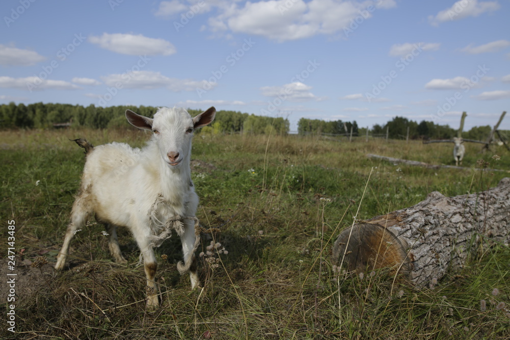 Obraz premium village