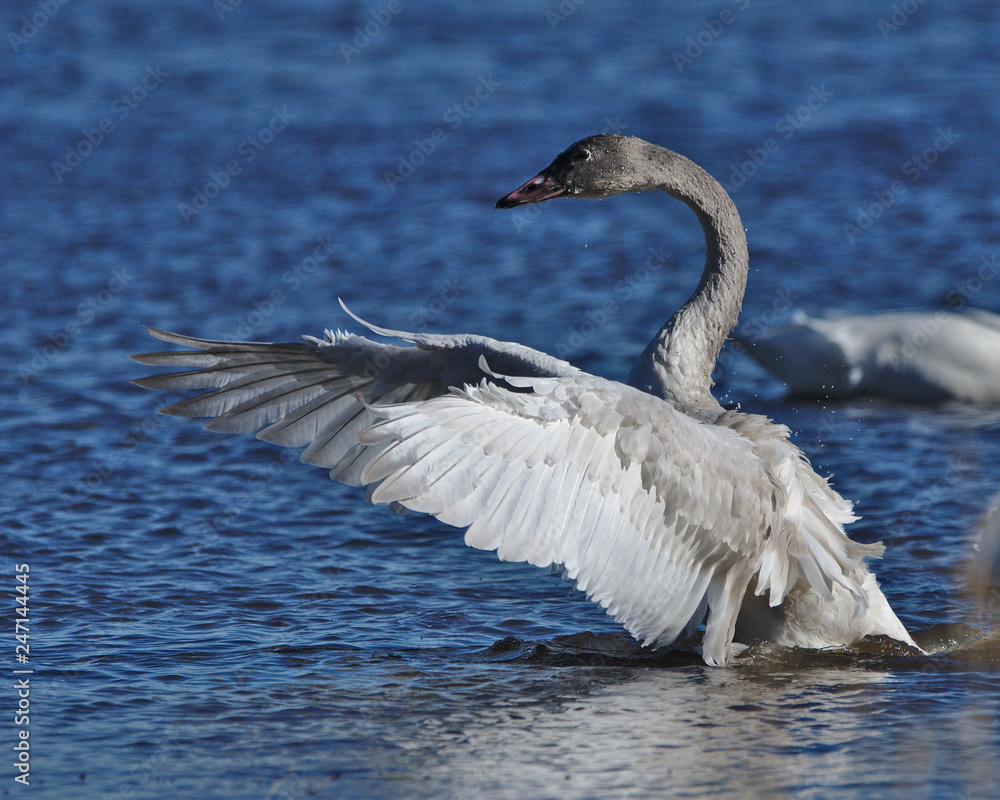 swan on the lake - obrazy, fototapety, plakaty 