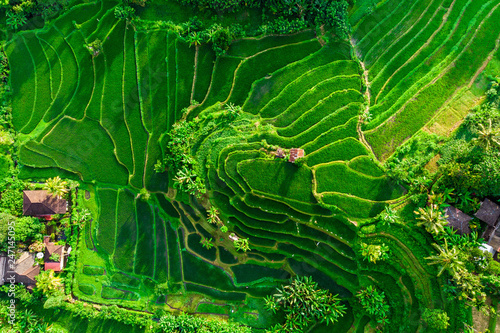 aerial view of green fields green rice and corn fields in Bali, Indonesia