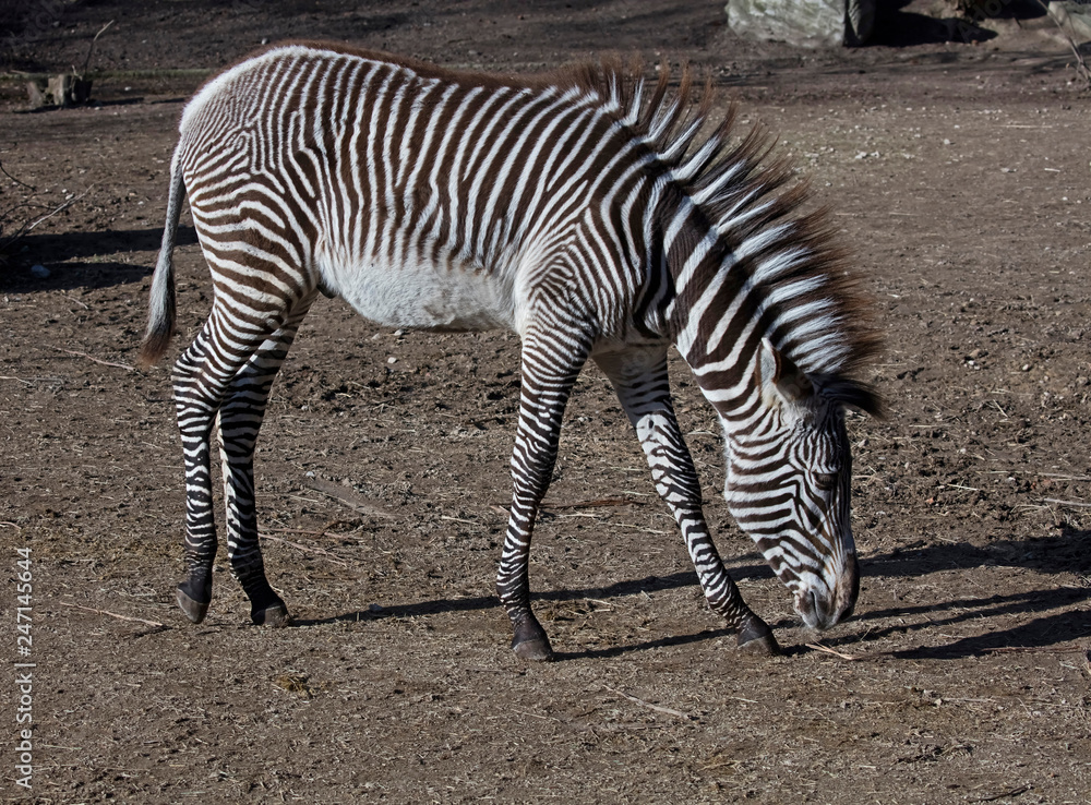 Grevy's zebra foal. Latin name - Equus grevyi Grevy's zebra foal. Latin name - Equus grevyi