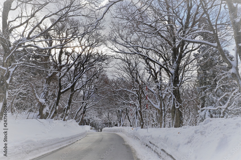 Obraz premium 冬の大山