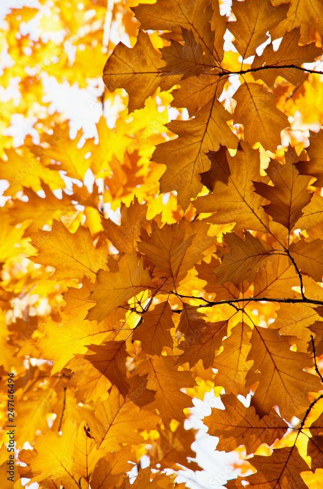 Fototapeta premium Bright autumn leaves in the natural environment.