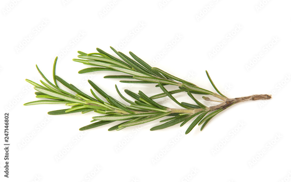 Fototapeta premium Twig of rosemary on a white background