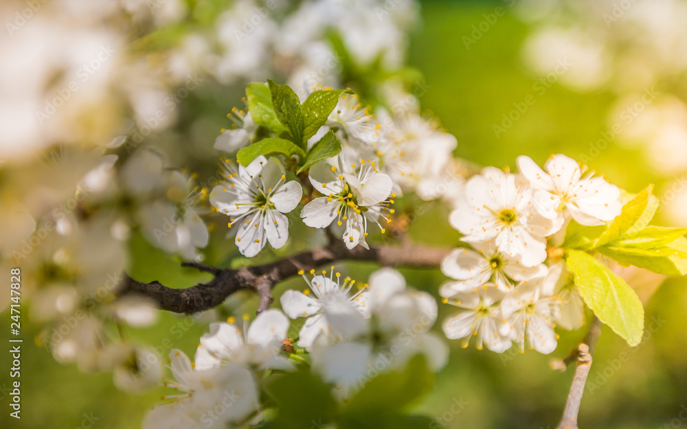 Apple blossom in the foreground park - image Apple blossom in the foreground park - image