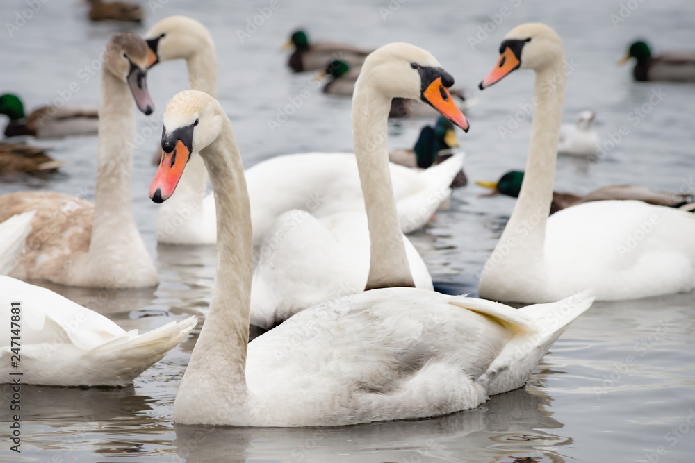 Obraz premium A multitude of wild swans and ducks on the frozen Dnieper river in Kiev, Ukraine, during the cold and snowy winter