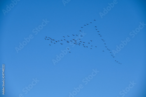 A flock of birds in the sky