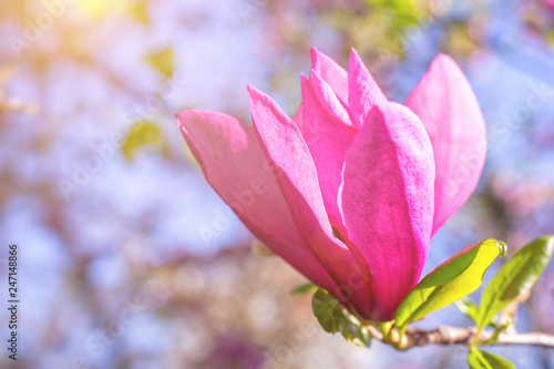 cute color of magnolia in spring. macro. spring background. space for text