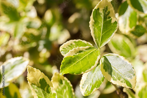 Wallpaper Mural young green shoots of a tree, spring season, natural background Torontodigital.ca