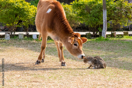 Young cow calf looking and smiling cat kitten
