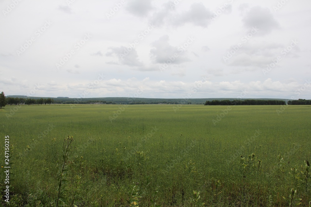 green field and sky