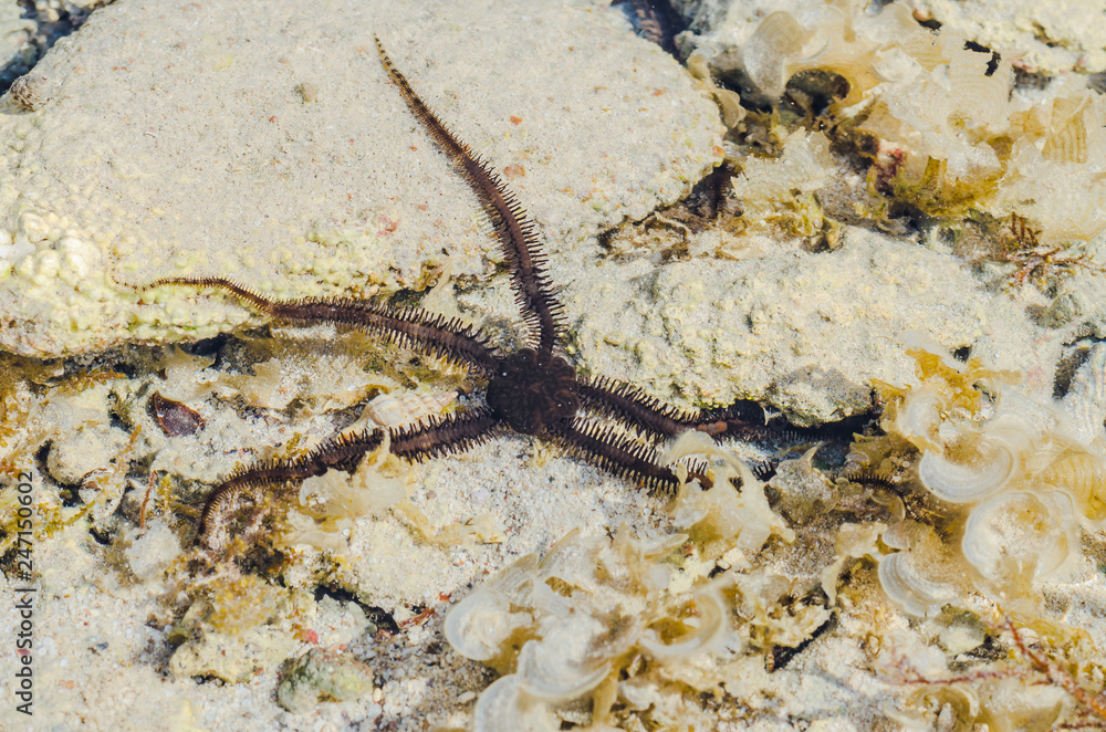 Starfish in the shallow waters of the coral reef during low tide on red sea a Sunny day is heated Starfish in the shallow waters of the coral reef during low tide on red sea a Sunny day is heated