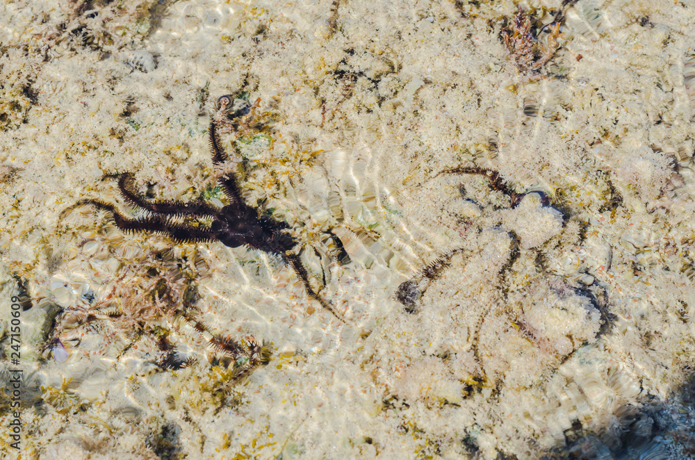 Starfish in the shallow waters of the coral reef during low tide on red sea a Sunny day is heated Starfish in the shallow waters of the coral reef during low tide on red sea a Sunny day is heated