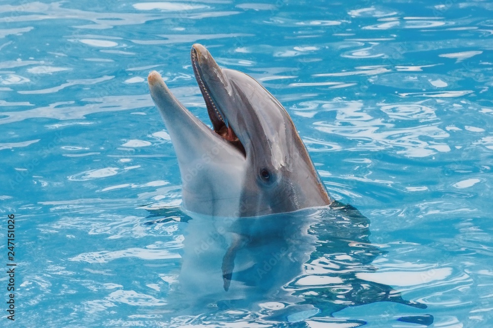 Naklejka premium Bootlenose dolphin on the blue surface smiling