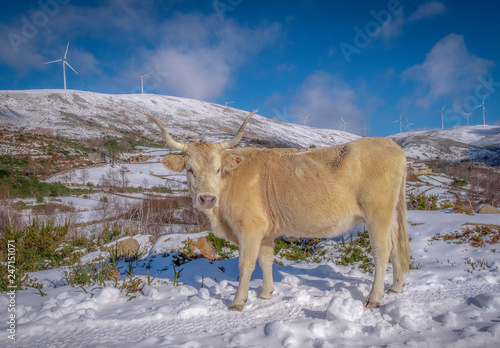 Vaca na neve