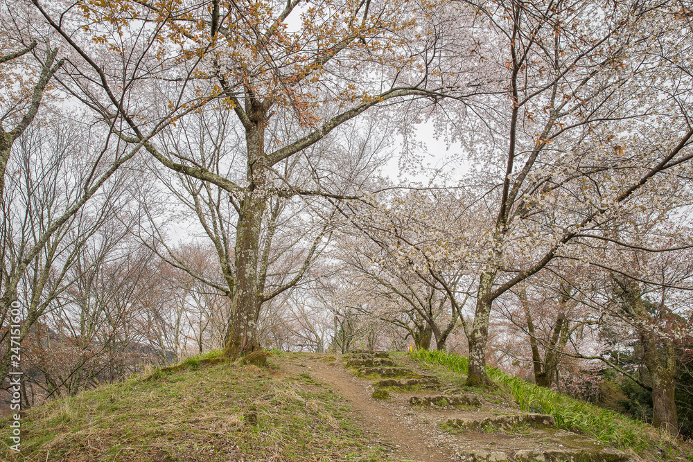 Path through cherry blossom trees, Yoshino Path through cherry blossom trees, Yoshino