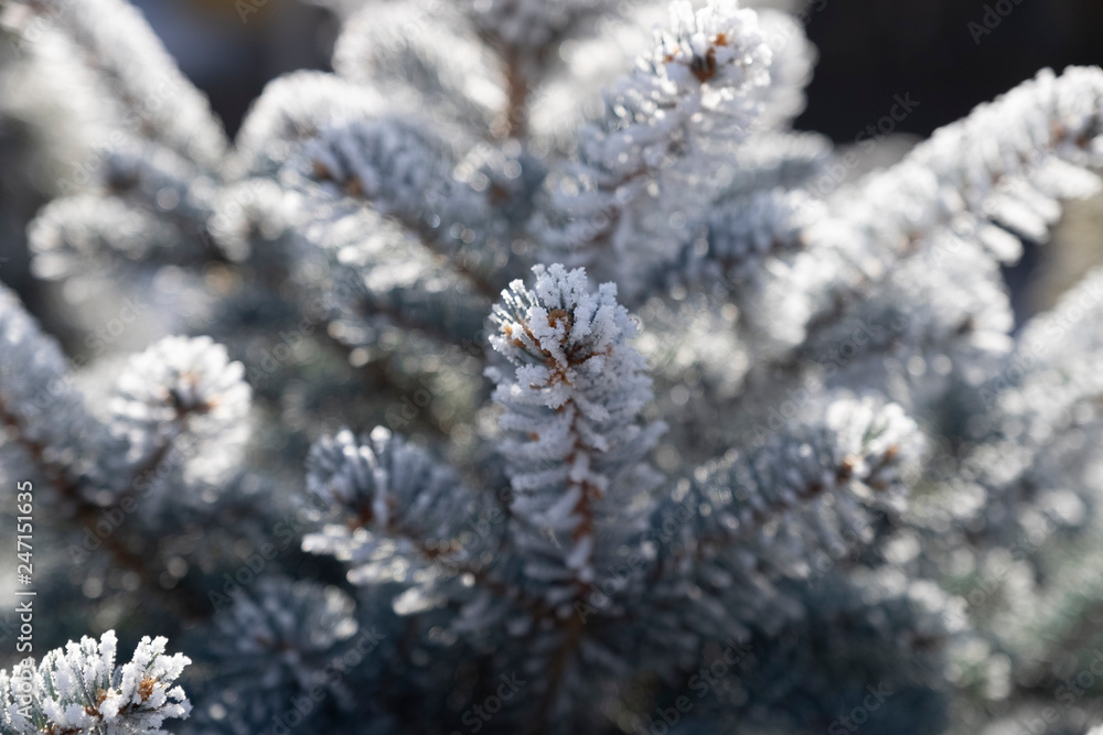 frost on the branches frost on the branches