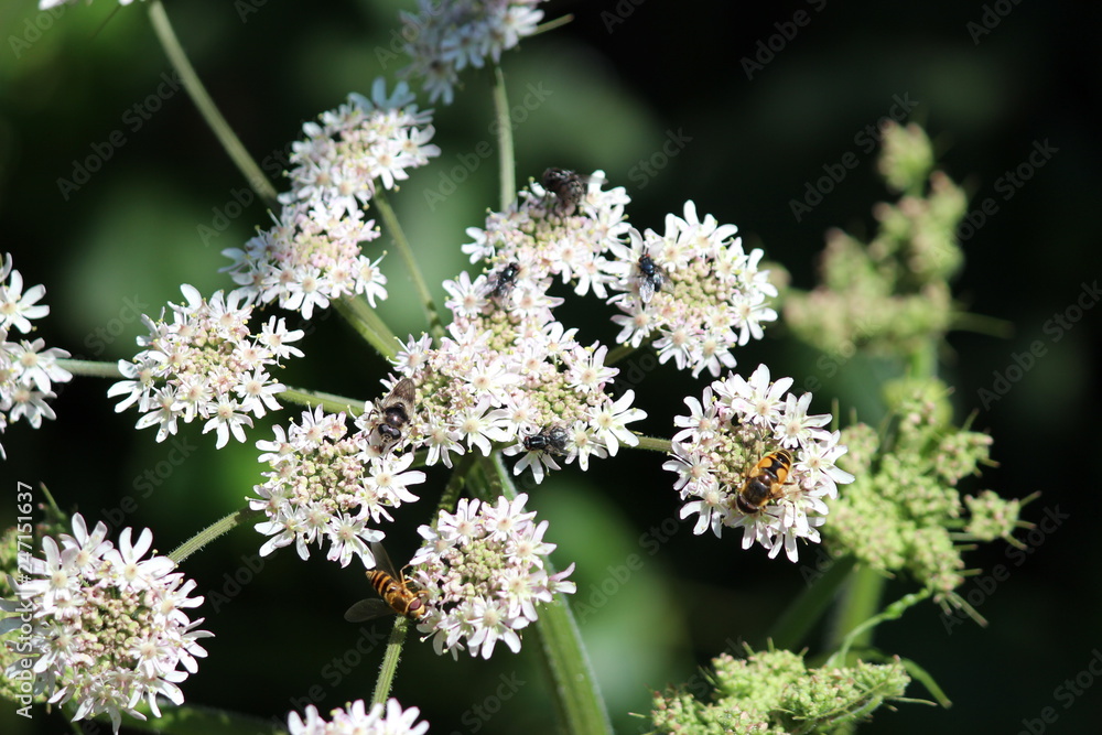 Naklejka premium Bee on the cow parsley plant in park Hitland in Nieuwerkerk aan den IJssel in the Netherlands