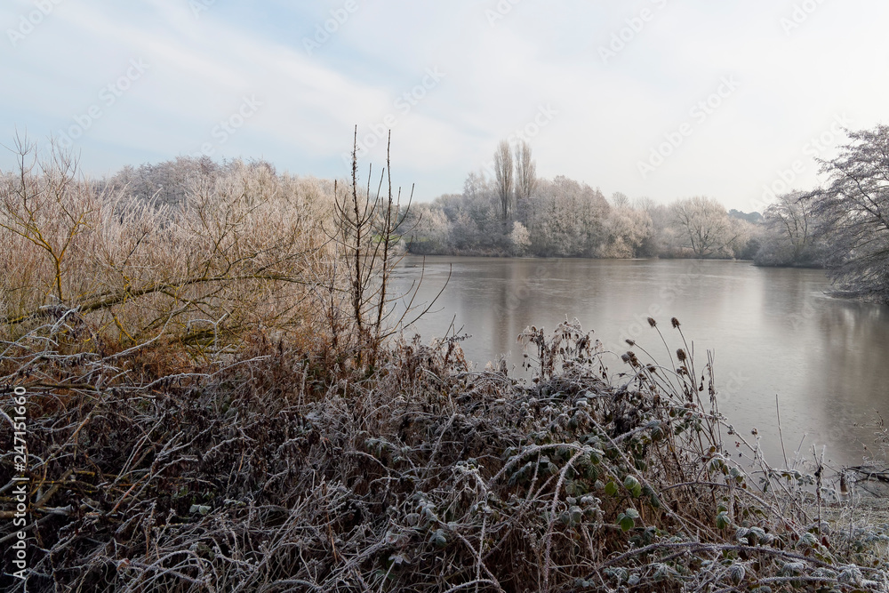Frost covered reeds and brambles beside a frozen lake on a winter morning Frost covered reeds and brambles beside a frozen lake on a winter morning