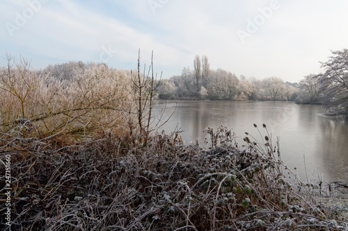 Frost covered reeds and brambles beside a frozen lake on a winter morning