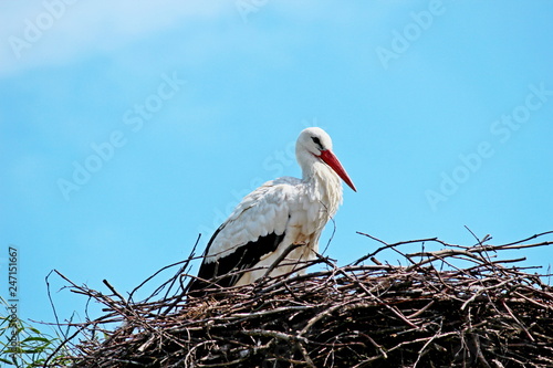 Stork on nest along river Hollandsche IJssel and Park Hitland in Nieuwerkerk aan den IJssel in the Netherlands