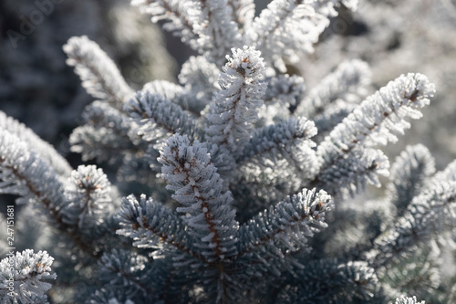 snow covered fir branches