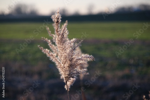 Plumes of reed grass colored several ways in sunlight by sunset in Moordrecht in the Netherlands