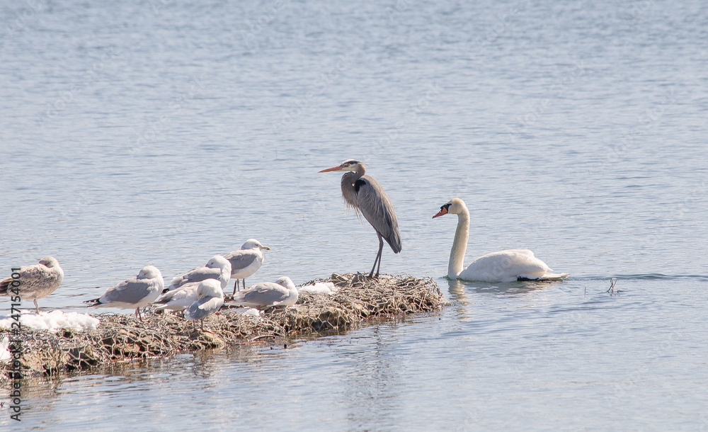 Multiple Water Birds Multiple Water Birds
