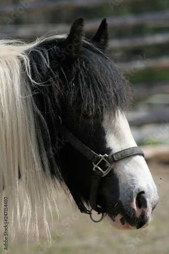 Black and white horse with ears forward