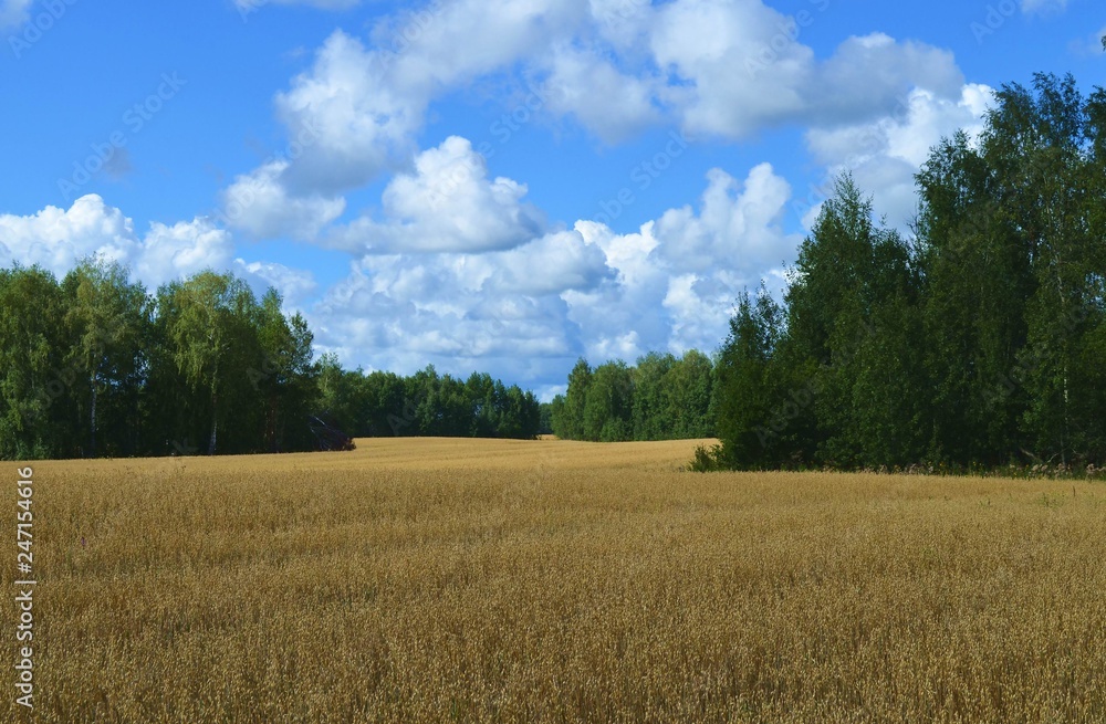 picture forest field clouds sun picture forest field clouds sun