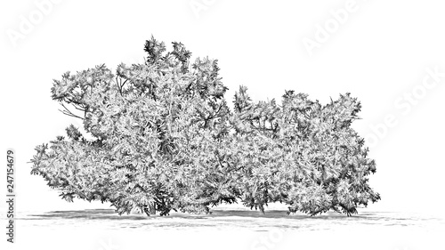 American Boxwood in a group - Pencil drawing - isolated on white background