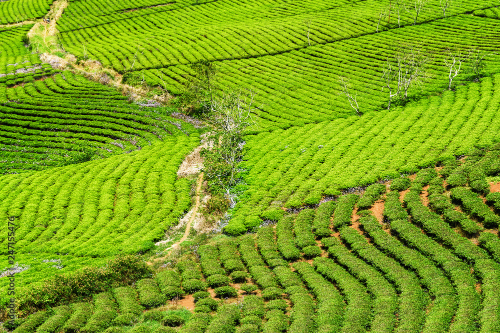 Scenic rows of bright green tea bushes at tea plantation