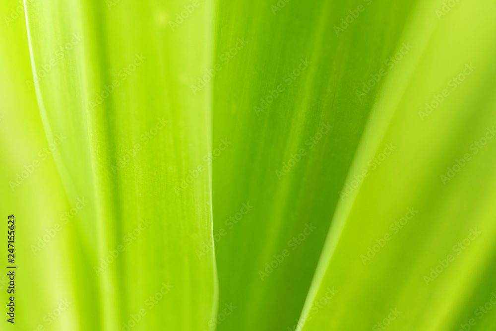 Closeup of nature leaves green blur. In the spring Under the morning light. Use as background and wallpapers. Closeup of nature leaves green blur. In the spring Under the morning light. Use as background and wallpapers.