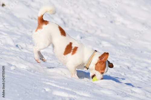 Kleiner, braun-weißer Hund spilet im Schnee mit einem grünen Tennisball