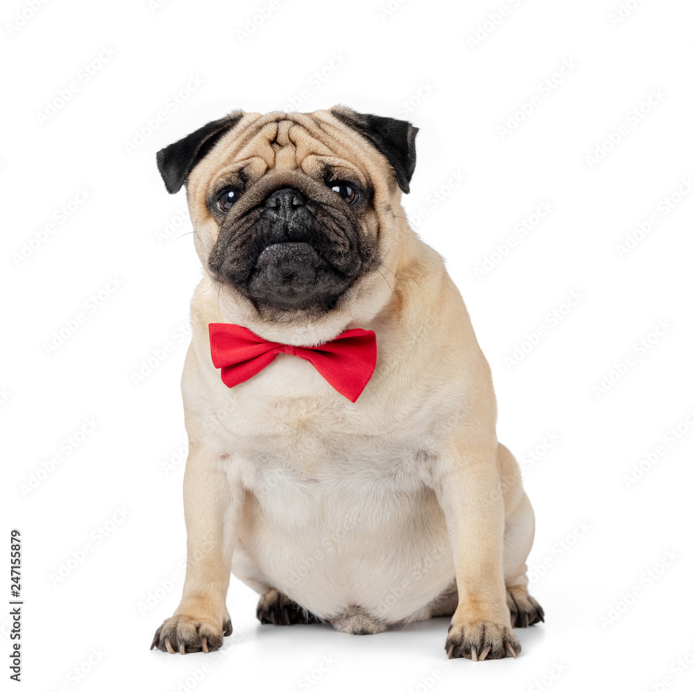 Sitting Pug dog in red bow-tie, isolated on white background.