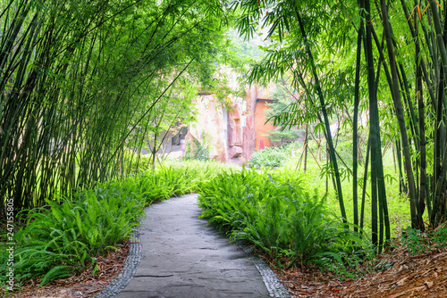 Stone walkway among ferns and green bamboo trees in park